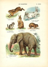 Antique Print ELEPHANT RABBIT