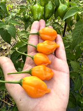 10 semi di peperoncino Aji