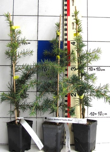 Cedrus deod feelin blue - cedrus, blue"
