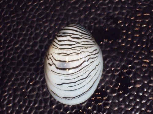 Septaria cumingiana unique - septaria,