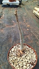 Adenium boehmianum succulente