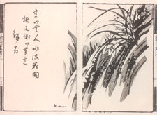 'RAN' ORCHIDEA, CASCATA E