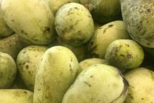 Northern Grown Pawpaw 25