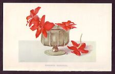 Stampa cromolitografica antica