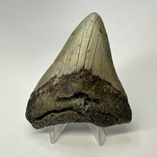 Megalodon Shark Tooth 3.77