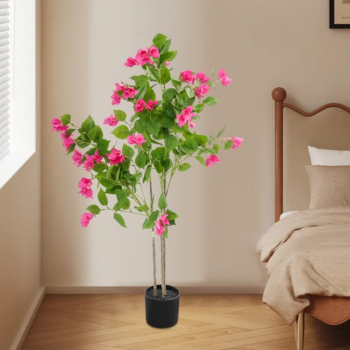 Albero bouganville - di,