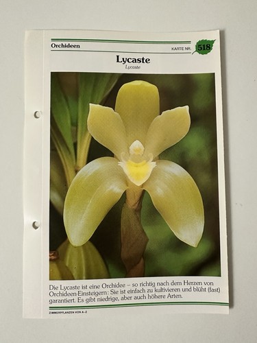Lycaste pflanzensteckbrief - lycaste,