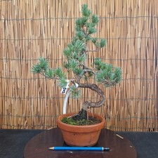 Bonsai di Pino Pentaphilla h