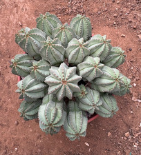 EUPHORBIA FRUTICOSA INERMIS -