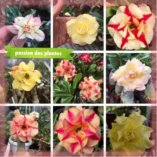 Adenium obesum mix - adenium, yellow