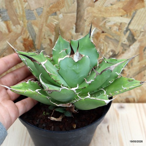 Agave titanota vaso cm - vaso,
