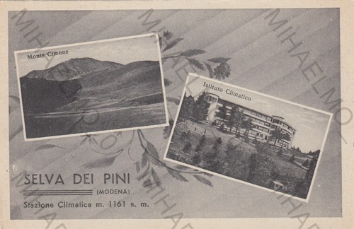 Cartolina selva dei pini - cartolina,