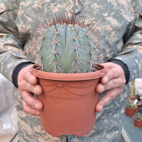 Melocactus azureus - , (brazil)
