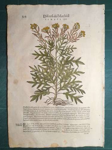 Mattioli matthioli erbario - erbario, a