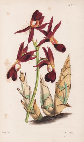 Mormodes atro purpurea panama - atro-purpurea,