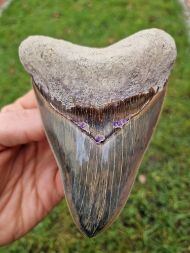 Dente megalodonte nero blu - megalodonte,