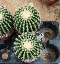 Echinocactus Grusonii Brevispinus
