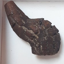 Coprolite Fossile Cretaceo Madagascar Feci Escremento Preistorico Preistoria 