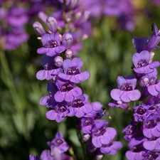 100+ Penstemon Seeds - Rocky