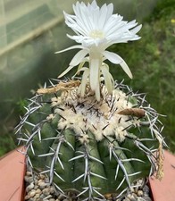 Discocactus latispinus 639 - hu,