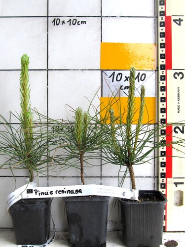 Pinus resinosa pino rosso - /,