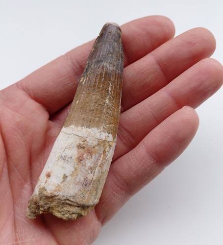 Enorme dente spinosauro 9 - di,
