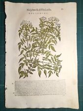 MATTIOLI MATTHIOLI Erbario a figure grandi originale del 1604 GELSOMINO