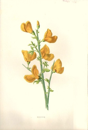 1890 ginestra antica - 1890,