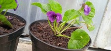 Pianta viola odorata in vaso
