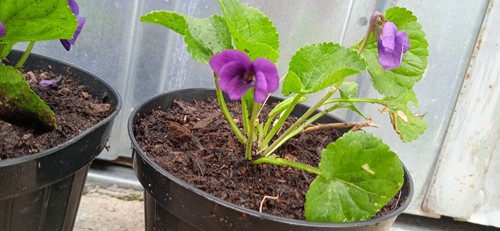 Pianta viola odorata vaso - viola,