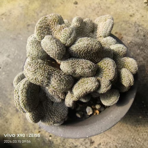 Rare cacti plant pelecyphora - rare,