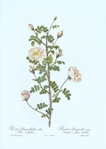 Rosa pimpinelli folia rubra - rosa,