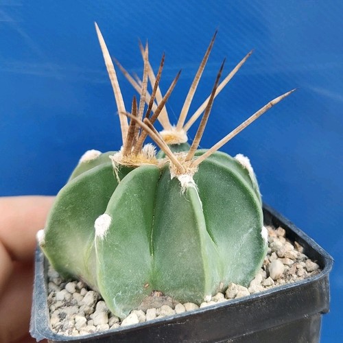 Astrophytum buffalo syn - astrophytum, cv.