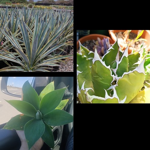150 semillas agave - semillas,, attenuata