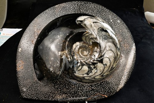 Goniatite fossile maroc - goniatite,