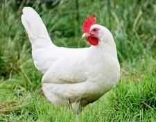 uova fertili livornesi bianche