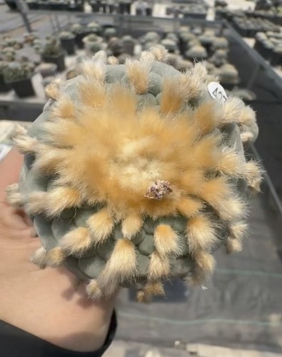 1pz piante succulente - 1pz,