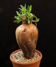 Pachypodium bispinosum