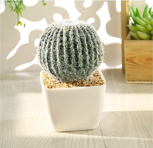 Tivrrati finti cactus pianta - finti,