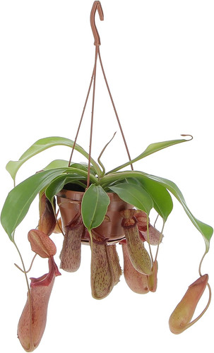 Pianta nepenthes monkey - -,
