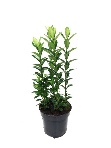 Evonimo euonymus japonicus - evonimo,