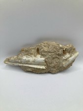 Autentica mascella fossile in