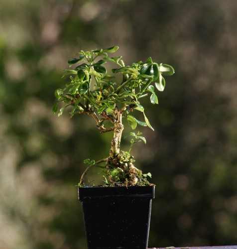 Prebonsai gelsomino - prebonsai,
