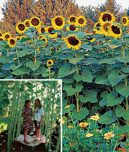 Miscela girasole foresta - miscela,