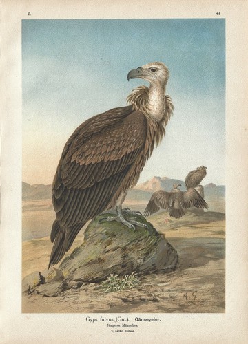 Stampa antica uccelli rapaci - antica,