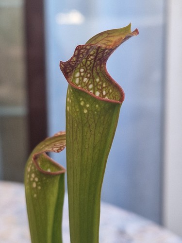 Sarracenia size - m,