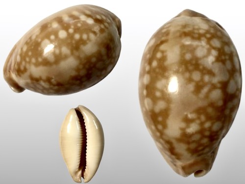 Cypraea nivosa minima - f.,