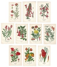 Stampe antiche FIORI ROSSI