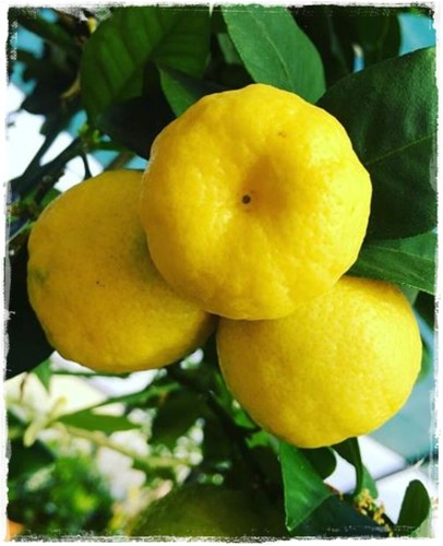 Limoncino dolce pursha - dolce, o
