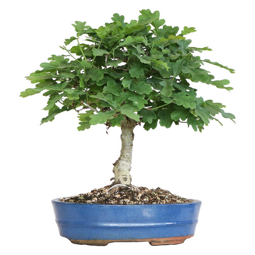 Bonsai quercus pubescens - bonsai,